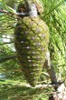 borovica halepská (Pinus halepensis) - šiška tesne pred dozretím