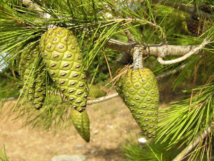 borovica halepská (Pinus halepensis)