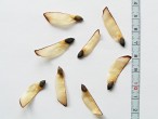 borovica halepská (Pinus halepensis) - semeno