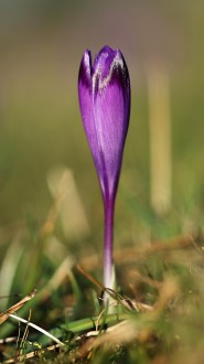 crocus (2021)