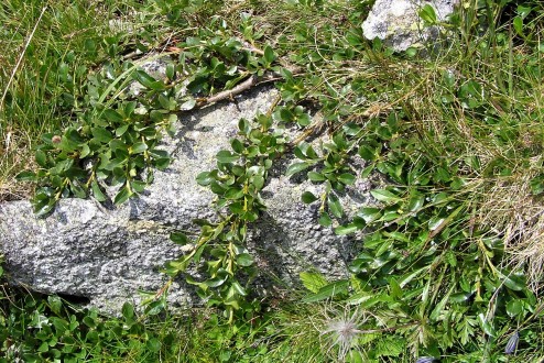 vŕba tupolistá (Vysoké Tatry)