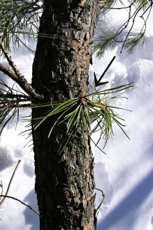 borovica tuhá (Pinus rigida) -  adventívne výhonky s husto zoskupenými ihlicami 