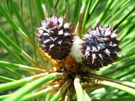 borovica tuhá (Pinus rigida) - ♀ šištice okolo terminálneho púčika (tesne po opelení)