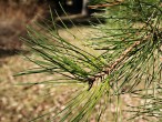 borovica tuhá (Pinus rigida)