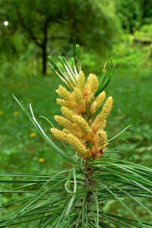 borovica Armandova (Pinus armandii) - samčie (♂) šištice na báze tohoročných výhonkov