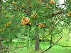 borovica Armandova (Pinus armandii) - samčie (♂) šištice