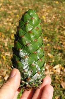 borovica Armandova (Pinus armandii) - šiška tesne pred dozretím