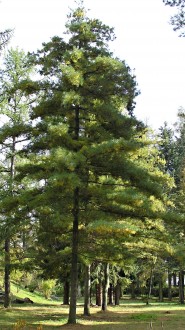 borovica Armandova (Pinus armandii) - Arborétum Liptovský Hrádok (10/2009)