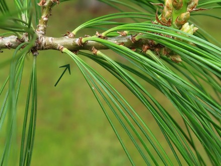 borovica Armandova (Pinus armandii) - ihlice sú zoskupené po 5 na brachyblastoch (sekcia Strobus)