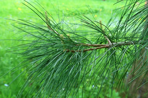 borovica Armandova (Pinus armandii)