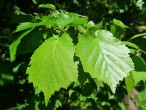 lieska turecká (Corylus colurna) - vetvička s listami