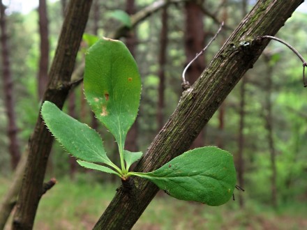 dráč obyčajný - zväzok listov vyrastajúcich na brachyblaste