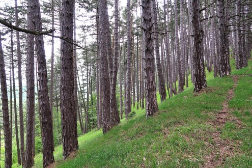 borovica čierna (Pinus nigra) - zalesňovanie zdevastovaných plôch borovicou čiernou  na vápencoch (CHÚ Šútovská epigenéza, 5/2021)