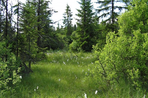 vŕba rozmarínolistá - rašelinisko - typické miesto výskytu vŕby rozmarínolistej 