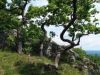 dub plstnatý - pokrivené kmene dubov plstnatých (výhľad Ľutov, 6/2021)