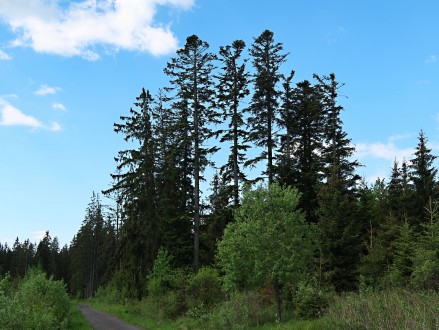 jedľa biela (Abies alba) - skupina jedlí s typickým bocianím hniezdom (predhorie Vysokých Tatier, cca 1 020 m n. m.)