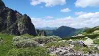 vŕba švajčiarska (Vysoké Tatry, 7/2021)