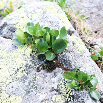 vŕba bylinná (Salix herbacea) - vyfukovaná skalná štrbina