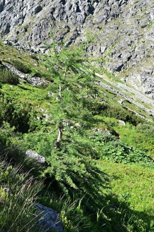 smrekovec opadavý (Larix decidua) - Vysoké Tatry, Nefcerka, cca 1 790 m n. m. (7/2021)