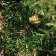 borovica horská (Pinus mugo) - ♂ šištice