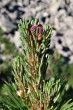 borovica horská (Pinus mugo) - ♀ šištičky