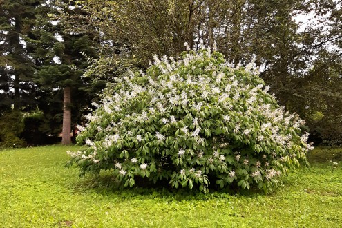 pagaštan malokvetý - Hrádocké arborétum (8/2021)