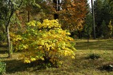 pagaštan malokvetý - Hrádocké arborétum (10/2009)