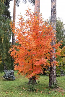 javor cukrodarný - Hrádocké arborétum (10/2021)