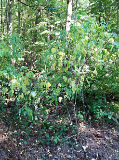 klokoč perovitý (Staphylea pinnata) - Vihorlatské vrchy, oblasť Vinianskeho jazera, cca 270 m n.m. (10/2021)