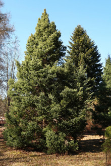 smrek biely - Hrádocké arborétum