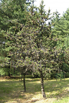 borovica ostitá (Pinus aristata Engelm) - Hrádocké arborétum