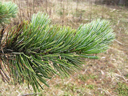 borovica ostitá (Pinus aristata)