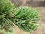 borovica ostitá (Pinus aristata) - ihlice sú s početnými belavými bodkami – kvapôčkami živice