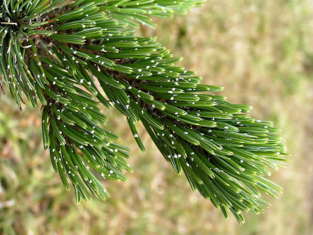 borovica ostitá (Pinus aristata) - zväzočky ihlíc sú okolo konára husto zoskupené