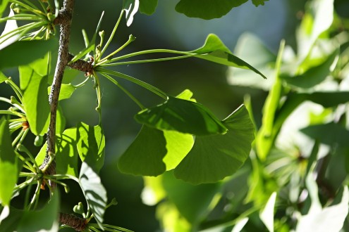 ginko dvojlaločné (Ginkgo biloba) - na brachyblaste vyrastajúci zväzok listov spolu so samičími kvetmi