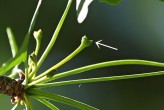 ginko dvojlaločné (Ginkgo biloba) - samičie (♀) kvety