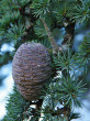 ceder libanonský (Cedrus libani) - šiška (foto: Kristián Chalupka)