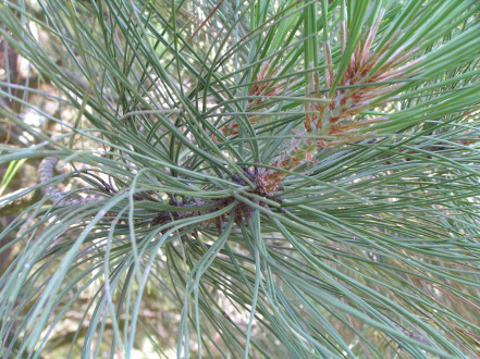borovica Jeffreyova (Pinus jeffreyi)