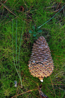 borovica Jeffreyova (Pinus jeffreyi) - (foto: Kristián Chalupka)