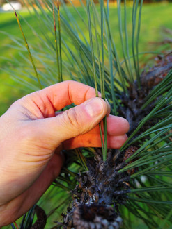 borovica Jeffreyova (Pinus jeffreyi) - (foto: Kristián Chalupka)