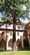 ginko dvojlaločné (Ginkgo biloba) - Dominikánsky kláštor v Českých Budějoviciach