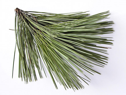 borovica ťažká (Pinus ponderosa)