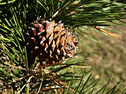 borovica ťažká (Pinus ponderosa) - šištica začiatkom druhého roku