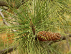 borovica ťažká (Pinus ponderosa) (foto: Kristián Chalupka)