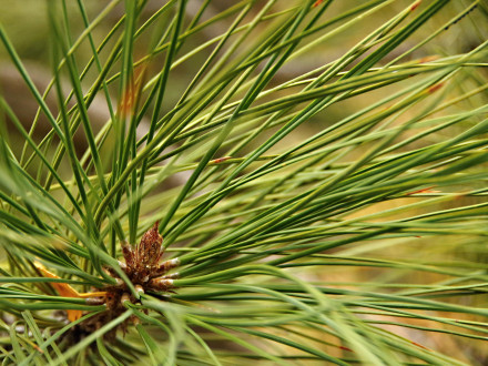borovica ťažká (Pinus ponderosa) (foto: Kristián Chalupka)