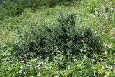 skalník obyčajný (Cotoneaster integerrimus) - Červené vrchy, Tichá dolina, Západné Tatry