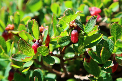 brusnica barinná (Vaccinium uliginosum)