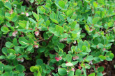 brusnica barinná (Vaccinium uliginosum)