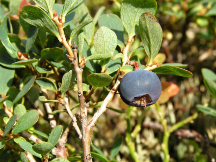 brusnica barinná (Vaccinium uliginosum)