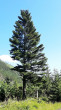 jedľa biela (Abies alba) - Tichá dolina, Vysoké Tatry, cca 1 000 m n. m.